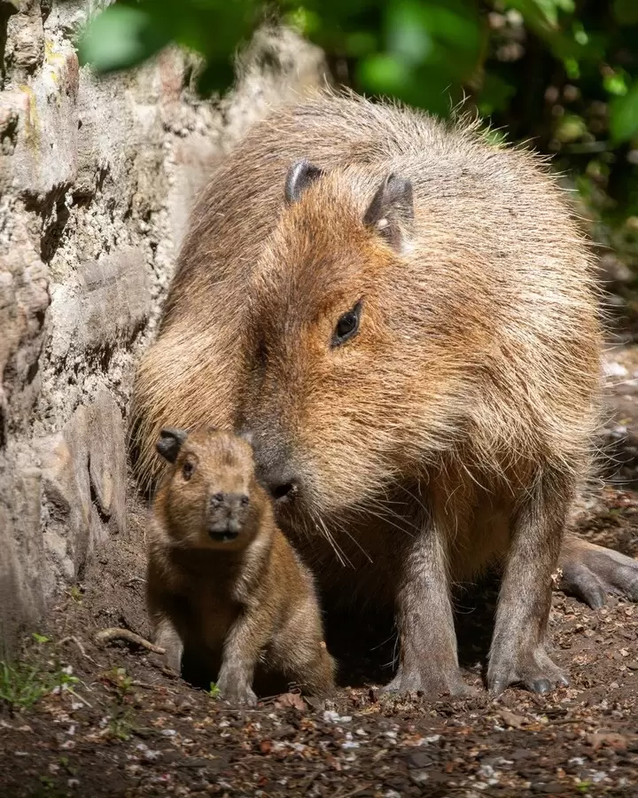 Babybara recibe amor de su madre
