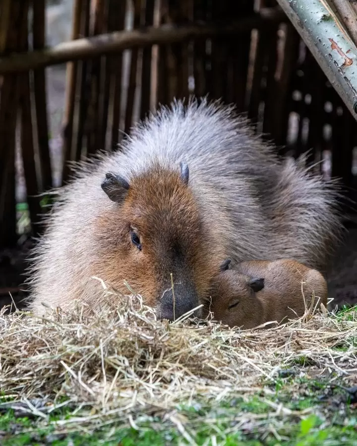 "babybara" y su madre