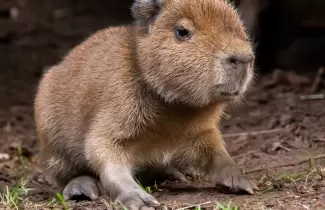 Babybara