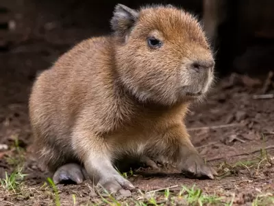 Babybara