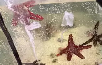 rescate animales marinos