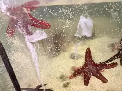 rescate animales marinos