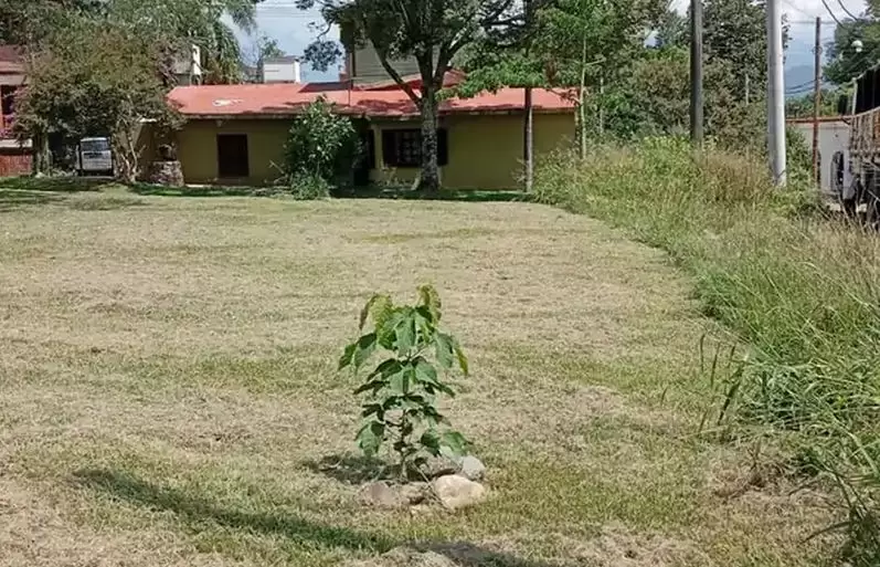 Lotes en subasta en Alto Padilla