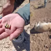 Investigan una nueva matanza de vicuñas en la Puna jujeña