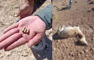 Investigan una nueva matanza de vicu�as en la zona de Vilama