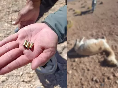 Investigan una nueva matanza de vicu�as en la zona de Vilama