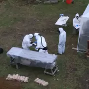 Termin� la b�squeda por hantavirus en Ushuaia: no hallaron al roedor vinculado al virus Andes
