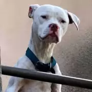 Rescataron a un dogo desnutrido en la casa de Barrelier, el único detenido por el crimen de Agostina Vega