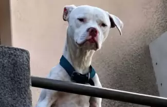 dogo barrelier