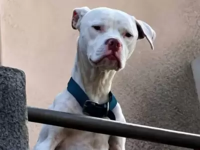 dogo barrelier