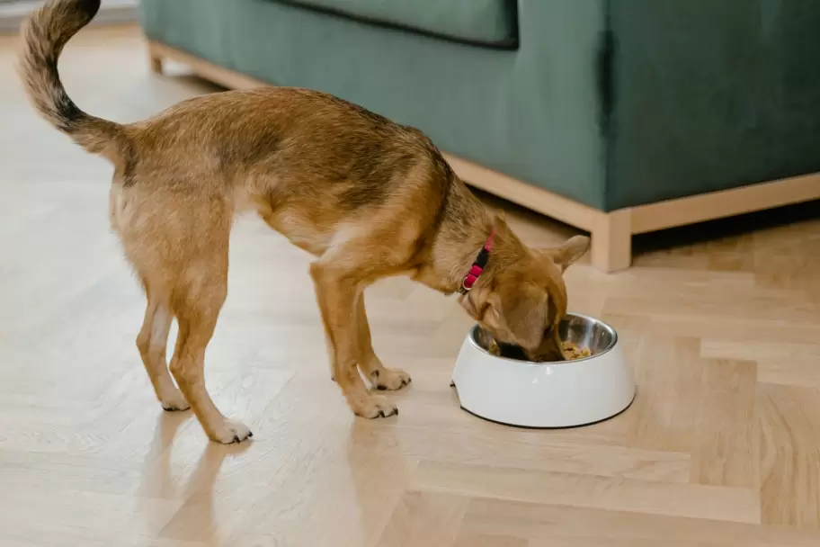 perro comiendo