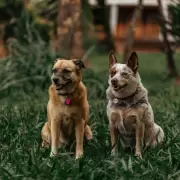 Día Nacional del Perro: el emotivo motivo por el que se celebra hoy y 7 recetas caseras con verduras para mimarlos en su día