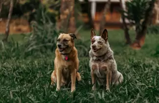 D�a Nacional del Perro: el emotivo motivo por el que se celebra hoy y 7 recetas caseras con verduras para mimarlos en su d�a