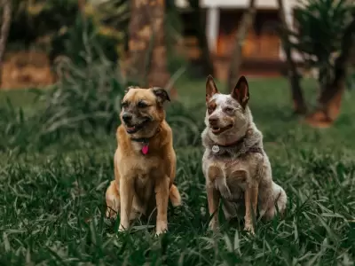 D�a Nacional del Perro: el emotivo motivo por el que se celebra hoy y 7 recetas caseras con verduras para mimarlos en su d�a