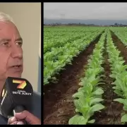 Productores tabacaleros rechazan la pr�rroga de la Ley 5918 y denuncian un �atropello� a sus derechos