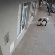 Motochorros al acecho: así roban el Libertador
