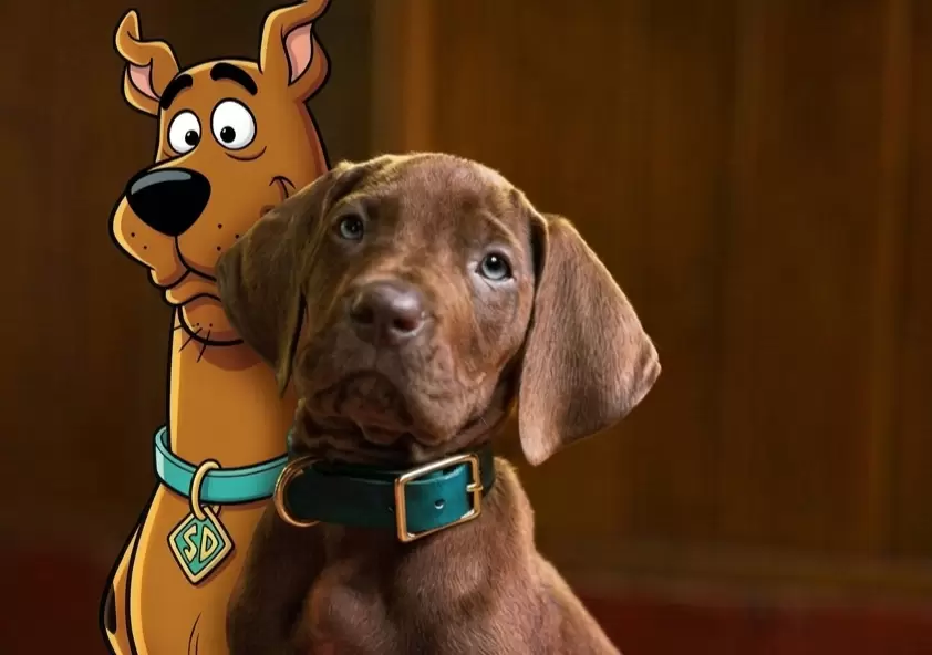 scooby doo live action