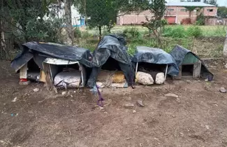 casas perros perico
