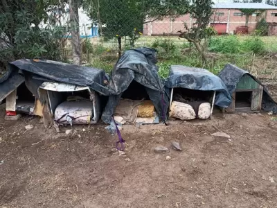 casas perros perico