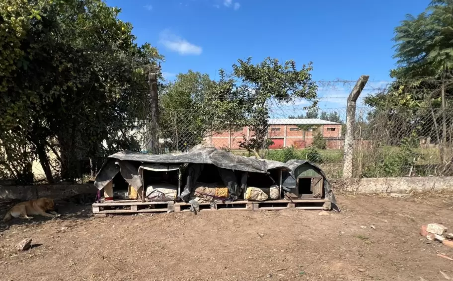 casas perros perico