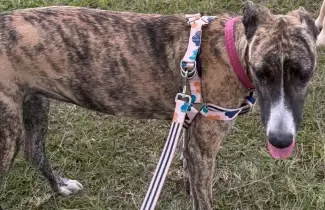 almendra perrita perdida