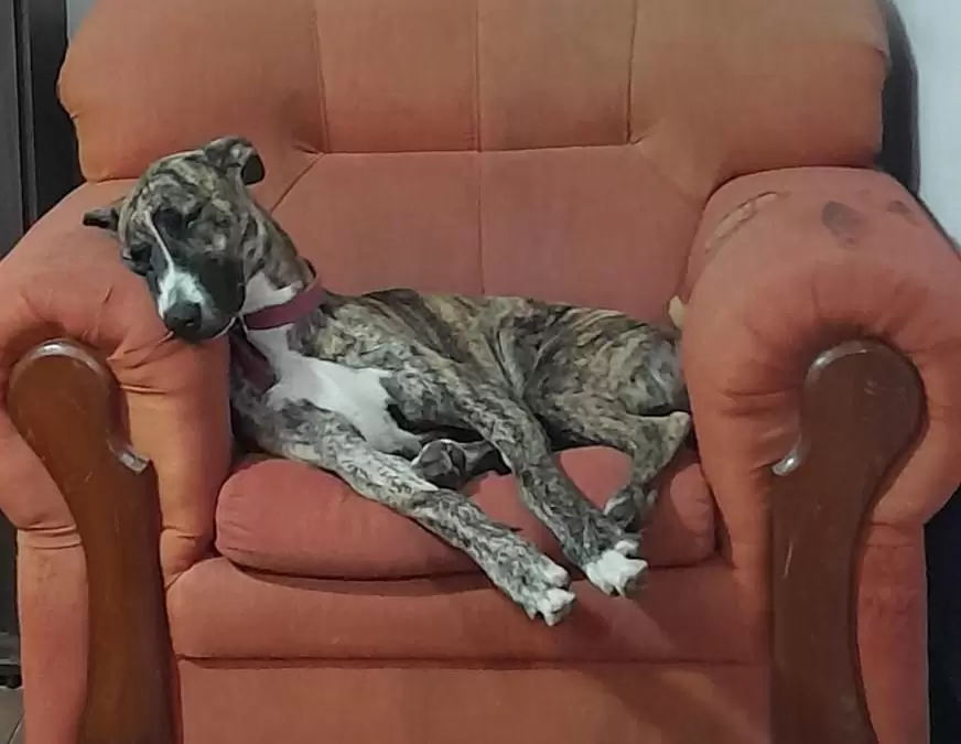 almendra perrita perdida
