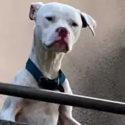 As� se recupera �Agosto" el perro rescatado desnutrido de la casa de Claudio Barrelier