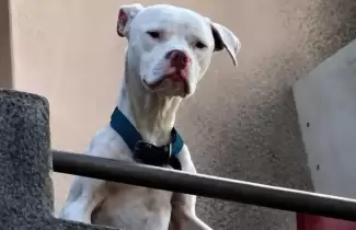 As� se recupera "Agosto" el perro rescatado desnutrido de la casa de Claudio Barrelier