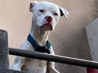 As� se recupera �Agosto" el perro rescatado desnutrido de la casa de Claudio Barrelier