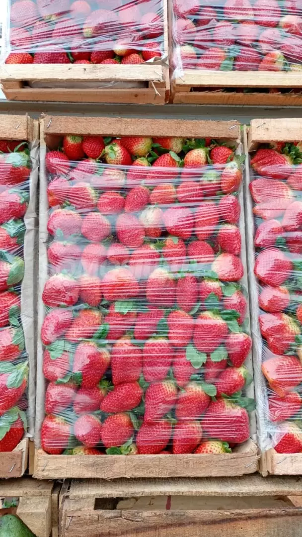 frutilla