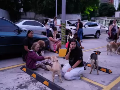 Terremotos en Venezuela: rescatistas logran salvar al menos a 20 mascotas de los escombros