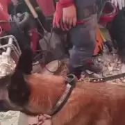 Un perro de rescate argentino fue clave para encontrar con vida a dos nenes bajo los escombros en Venezuela