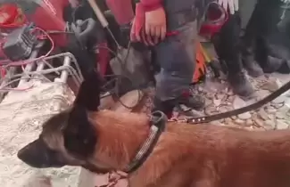bart perro rescatista