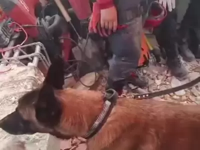 bart perro rescatista