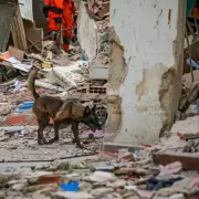 Rambo, el perro rescatista que hoy trabaja en la misi�n por los terremotos en Venezuela