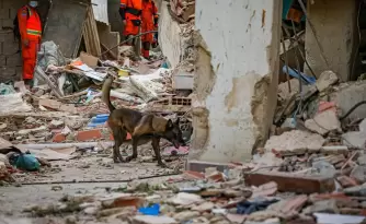 rambo perro rescatista del salvador en venezuela