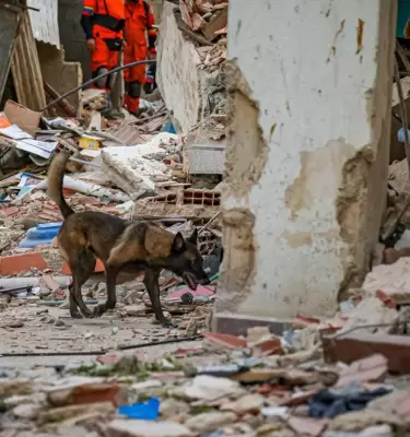 rambo perro rescatista del salvador en venezuela