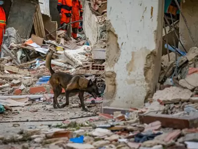 rambo perro rescatista del salvador en venezuela