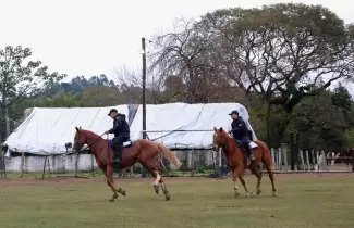 equinos policia de jujuy