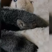 Rescataron a una cría de oso hormiguero en Jujuy: un peluche la ayuda durante su recuperación