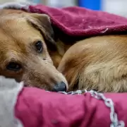 Frío extremo: cuándo perros y gatos empiezan a estar en riesgo