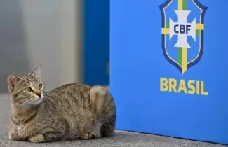 maldicion del gato brasil