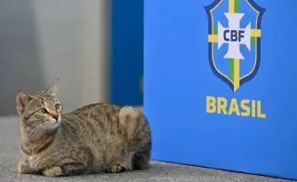 maldicion del gato brasil