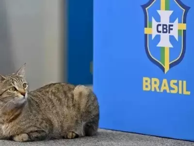 maldicion del gato brasil