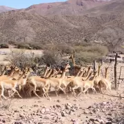 Operativo de rescate de vicuñas en la Puna jujeña: imputaron al dueño de un criadero por presunto maltrato animal