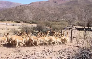 Vicu�as en la Puna de Jujuy