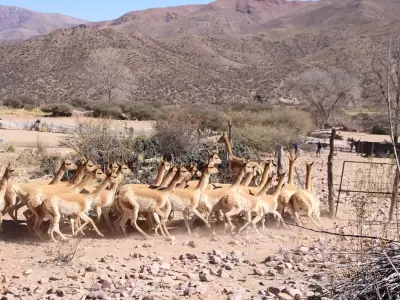 Vicu�as en la Puna de Jujuy