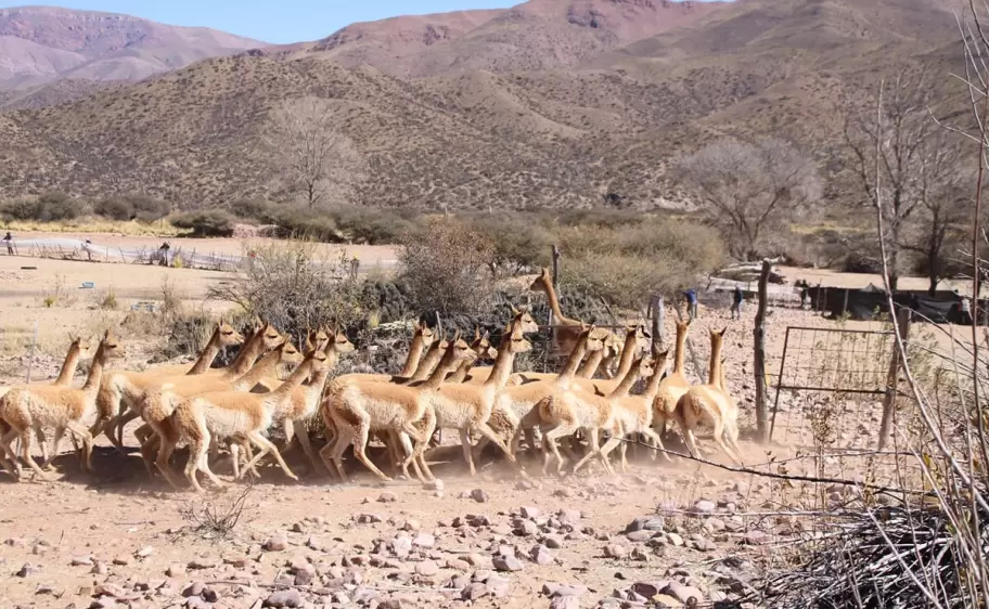 Vicu�as en la Puna de Jujuy