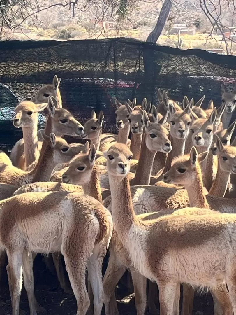 El MPA participó del histórico operativo de rescate de vicuñas en la puna jujeña e imputó al dueño del criadero por presunto maltrato animal