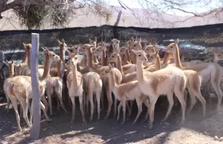 vicunas